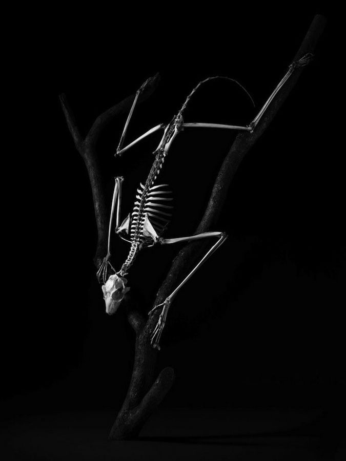 Эволюция: скелеты животных на фотографиях Патрика Гриса (Patrick Gries)