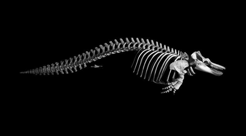 Эволюция: скелеты животных на фотографиях Патрика Гриса (Patrick Gries)