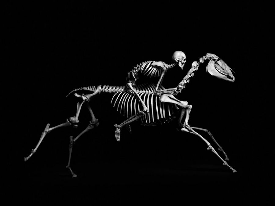 Скелет Животных Фото