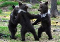 Медвежата 'рука об руку' танцуют