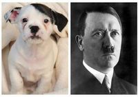 Американская собачка, похожая на Гитлера! 