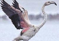 В уезде Шихэцзы СУАР прилетели необыкновенные птицы фламинго