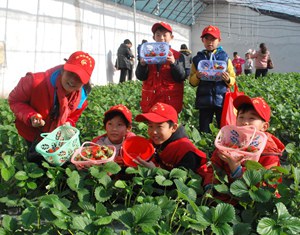 Июань: клубника «Тяньбао» румянит лица детей