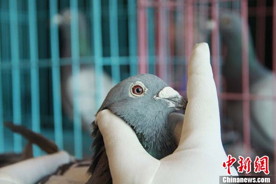 «Конкурс красоты» почтовых голубей