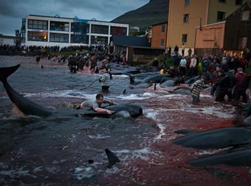 Кровавый залив: традиция убийства китов на Фарерских островах