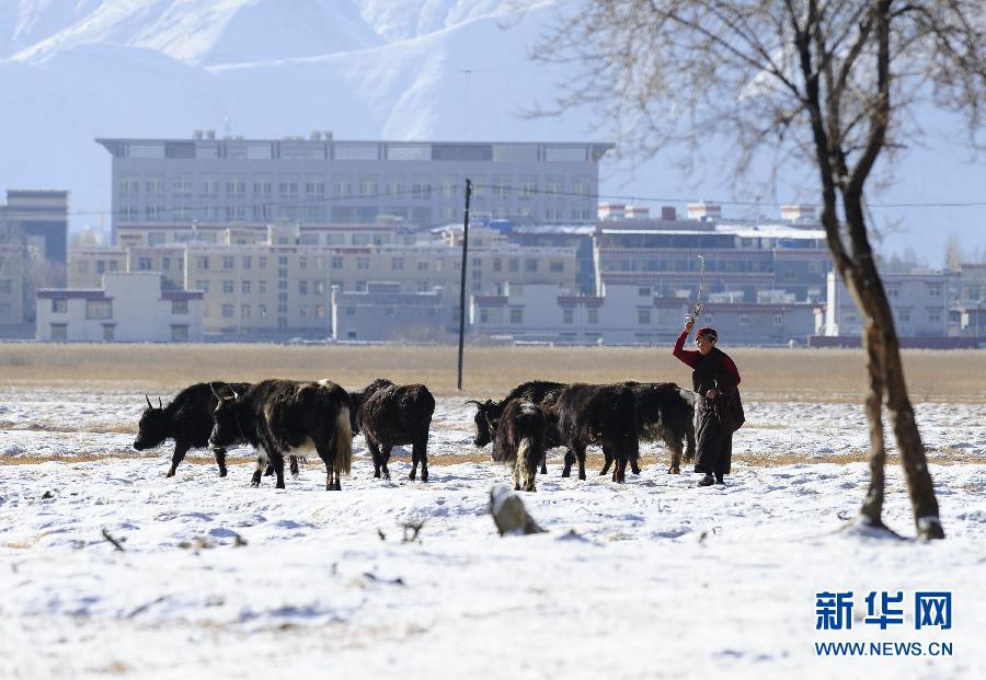 Величественные зимние пейзажи заболоченного места Лалу в Тибете