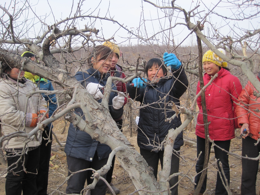 Волость Дачжанчжуан: лекция «В саду фруктовых деревьев» бригады женщин-волонтеров по предоставлению технических услуг