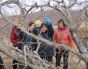 Волость Дачжанчжуан: лекция «В саду фруктовых деревьев» бригады женщин-волонтеров по предоставлению технических услуг