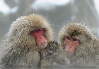 Японские мартышки наслаждаются горячими источниками зимой 