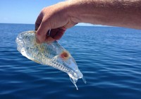 Рыбак в Новой Зеландии поймал «прозрачную креветку» 