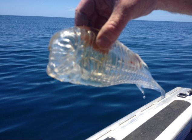 Рыбак в Новой Зеландии поймал «прозрачную креветку» 