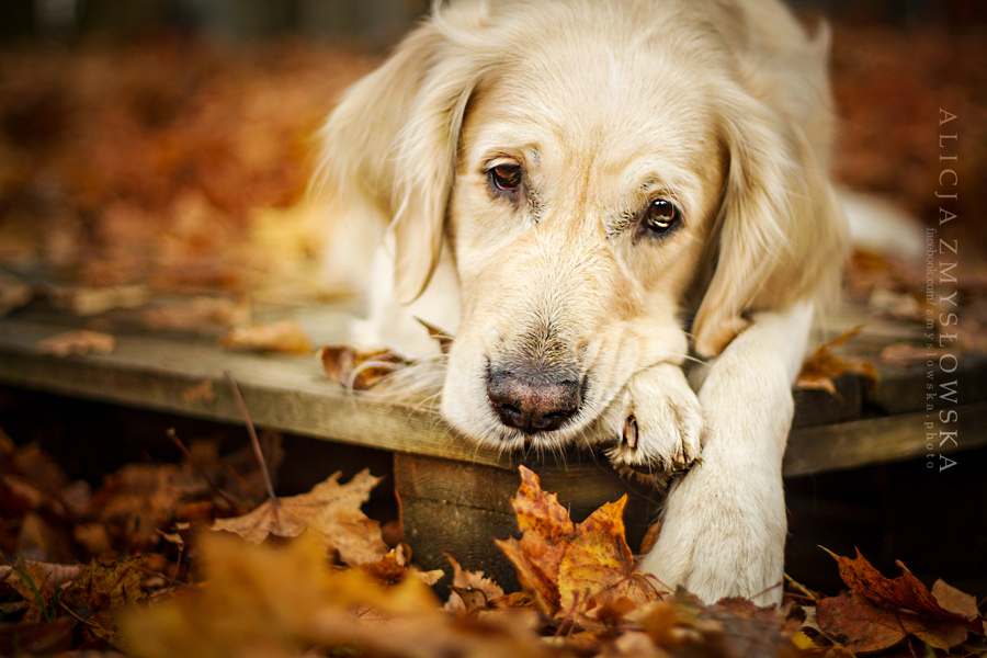 Трогательные фотографии собак в объективе Алисии Змысловска