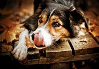 Трогательные фотографии собак в объективе Алисии Змысловска