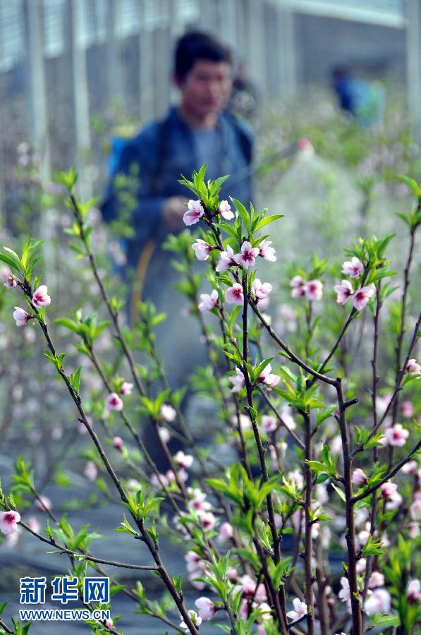 Уезд Таньчэн провинции Шаньдун: распускаются цветки персика