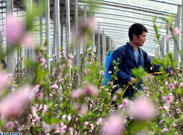 Уезд Таньчэн провинции Шаньдун: распускаются цветки персика