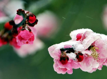 Цветы сливы расцветают в достопримечательности Улинъюань города Чжанцзяцзе