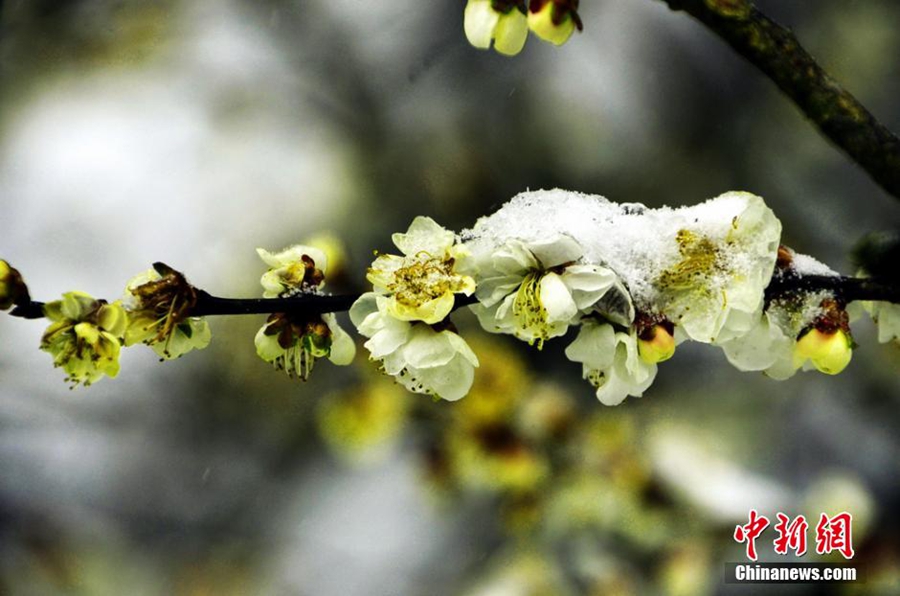 Цветы сливы расцветают в достопримечательности Улинъюань города Чжанцзяцзе