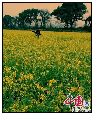 Красивые цветы рапса расцветают в уезде Суйчуань провинции Цзянси