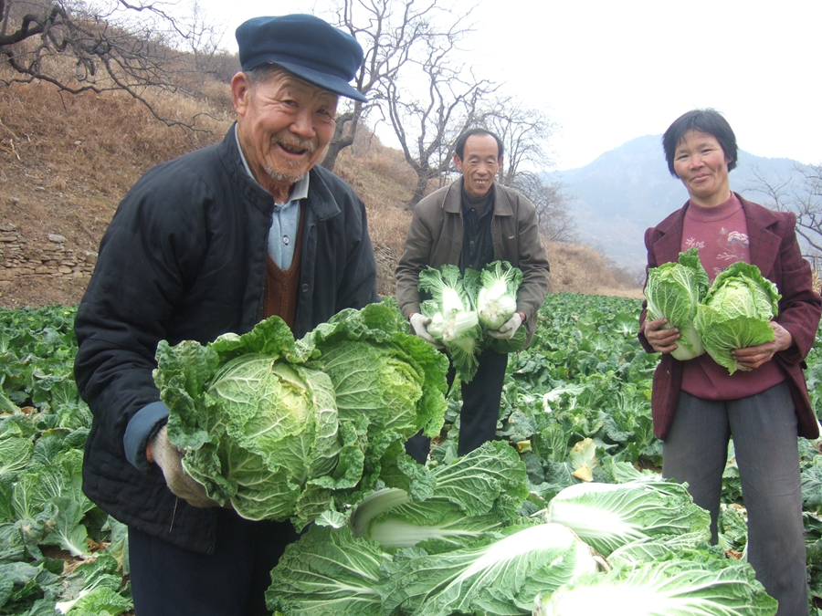 Эчжуан провинции Шаньдун: полностью распроданы 15,5 тонн органической капусты