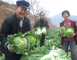 Эчжуан провинции Шаньдун: полностью распроданы 15,5 тонн органической капусты