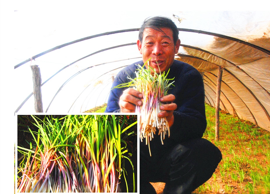 Июань провинции Шаньдун: лук-порей пользовался большим спросом до Праздника Весны