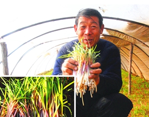 Июань провинции Шаньдун: лук-порей пользовался большим спросом до Праздника Весны
