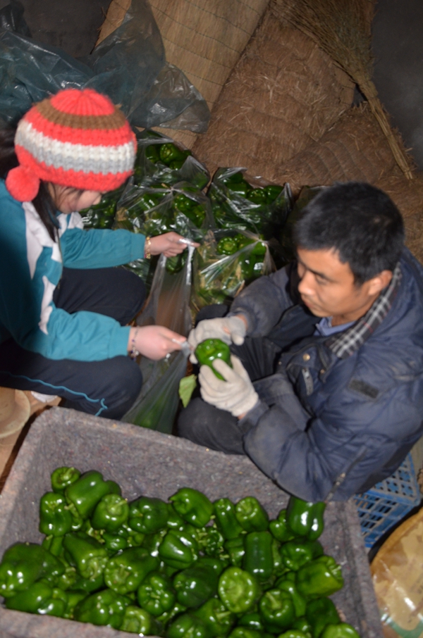 Волость Дачжанчжуан уезда Июань: хороший урожай сладкого перца радует крестьян