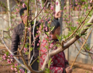 Волость Дачжанчжуан уезда Июань: в теплицах крестьяне заняты уходом за персиками