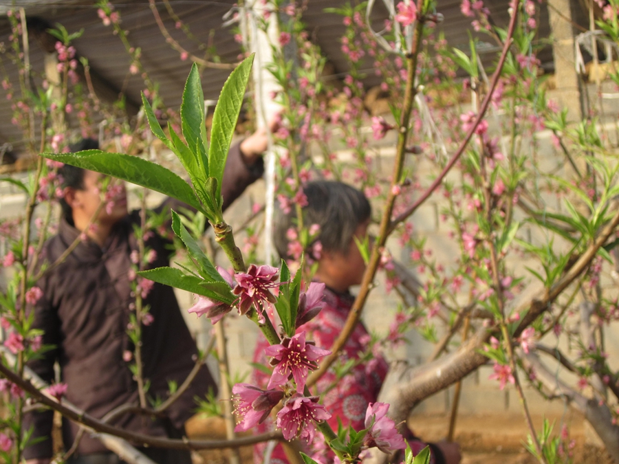 Волость Дачжанчжуан уезда Июань: в теплицах крестьяне заняты уходом за персиками