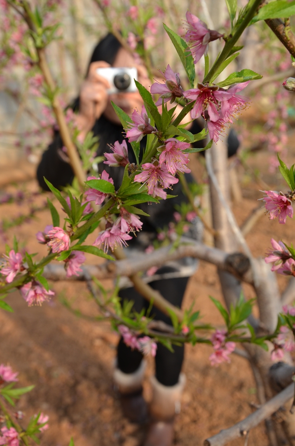 Волость Дачжанчжуан уезда Июань: весенняя атмосфера с цветущими персиками