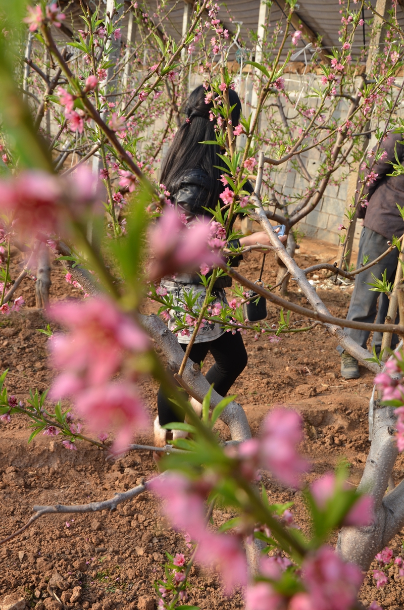 Волость Дачжанчжуан уезда Июань: весенняя атмосфера с цветущими персиками