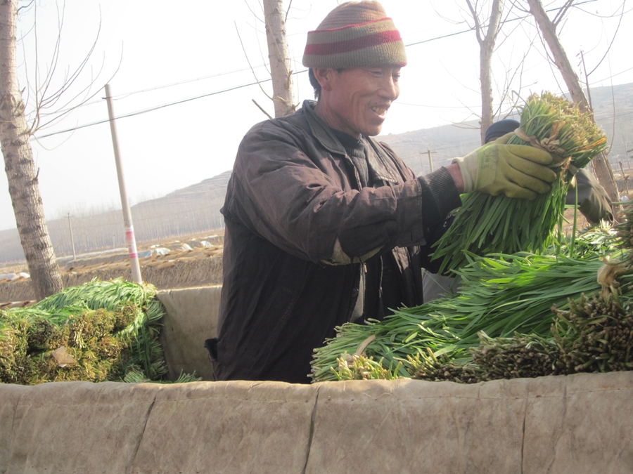 Волость Дачжанчжуан уезда Июань: аренда земли способствует выращиванию порея