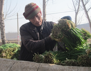 Волость Дачжанчжуан уезда Июань: аренда земли способствует выращиванию порея
