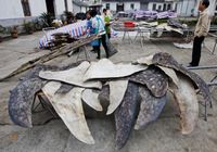 Самый большой цех по разделке акул найден в КНР 