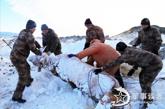 СУАР: Солдаты НОАК помогают местным жителям спасти скот от снега