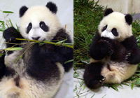 Маленькая панда Юаньцзай в тайбэйском зоопарке учится есть бамбук 