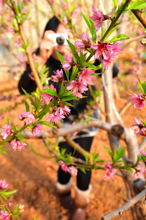 весна пробуждает ветви и цветы персика