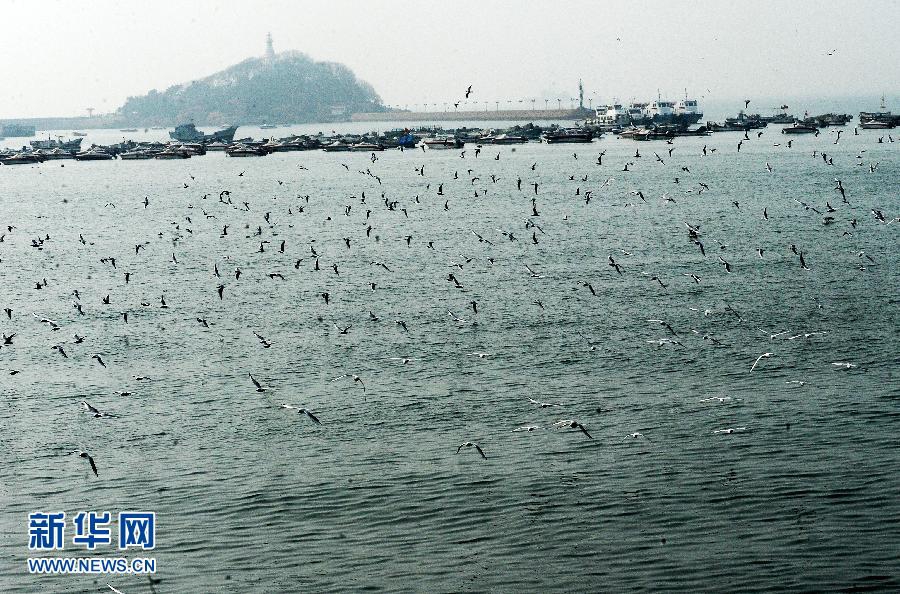 Любование чайками на побережье моря в городе Циндао