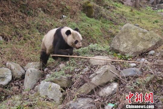 Редкое появление дикой большой панды среди людей в Северо-Западном Китае