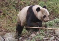 Редкое появление дикой большой панды среди людей в Северо-Западном Китае