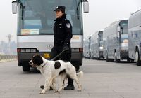 На площади Таньаньмэнь патрулируют специальные собаки для поиска взрывчатки, чтобы обеспечить безопасность сессий ВСНП и ВК НПКСК