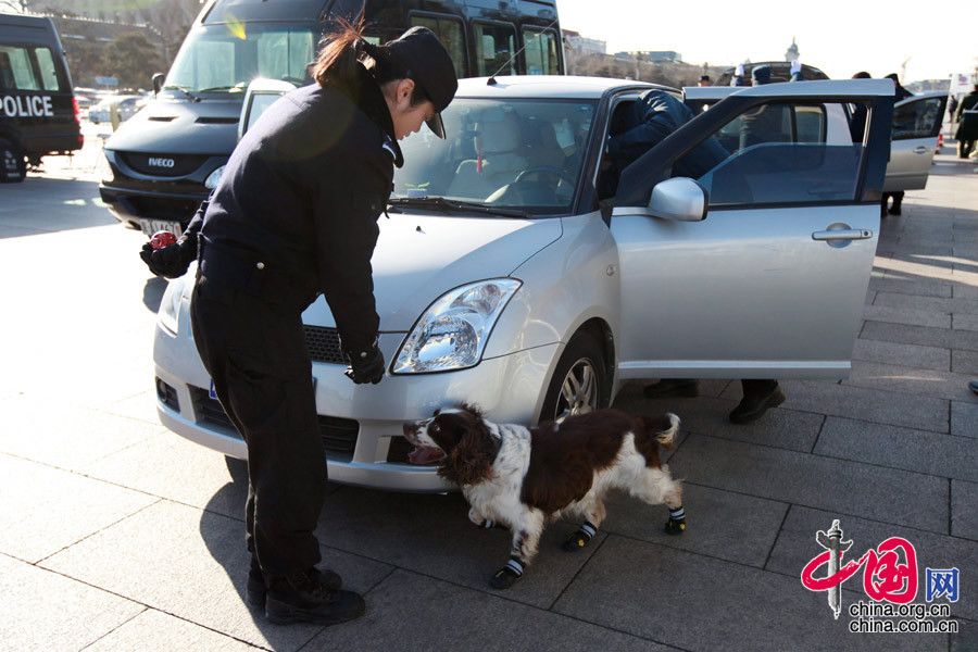 Необычные охранники сессий ВСНП и ВК НПКСК – собаки для обнаружения взрывчатки 