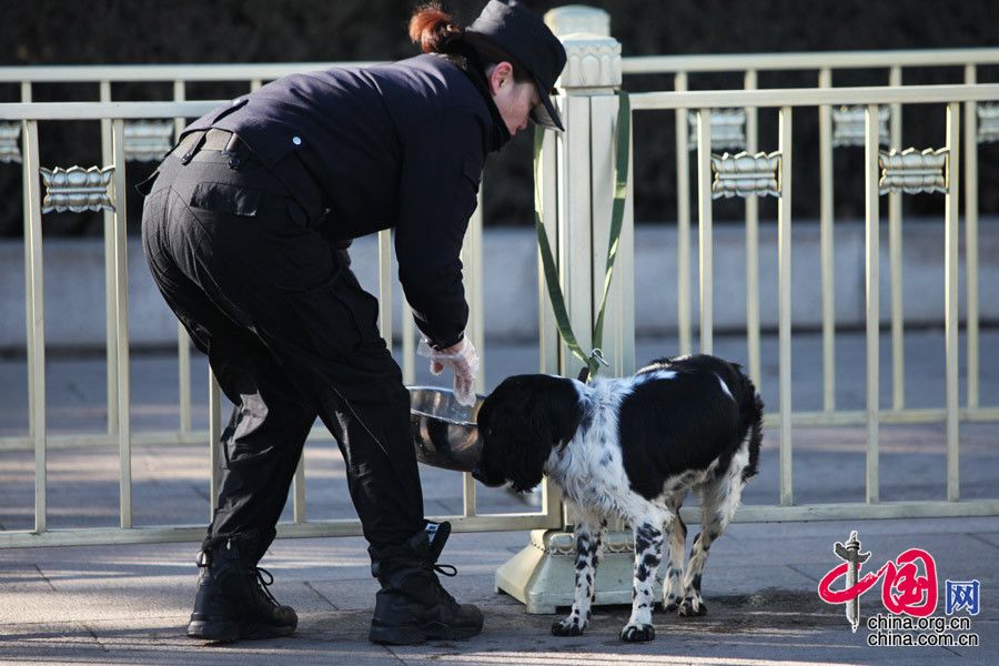 Необычные охранники сессий ВСНП и ВК НПКСК – собаки для обнаружения взрывчатки 