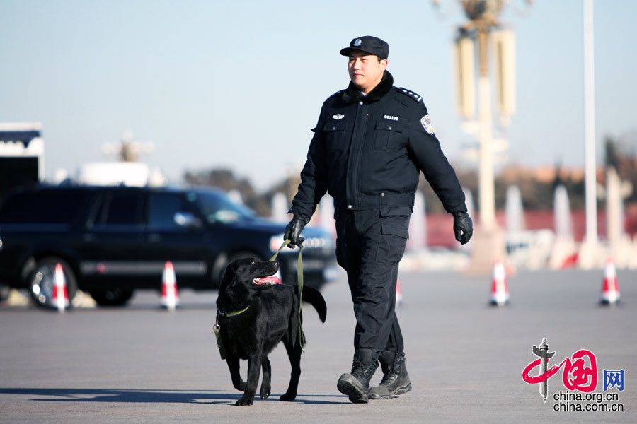 Необычные охранники сессий ВСНП и ВК НПКСК - собаки для обнаружения взрывчатки 