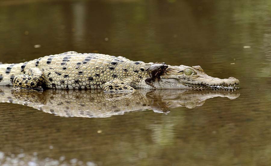Индонезийская смелая лягушка ловко спаслась с носа крокодила