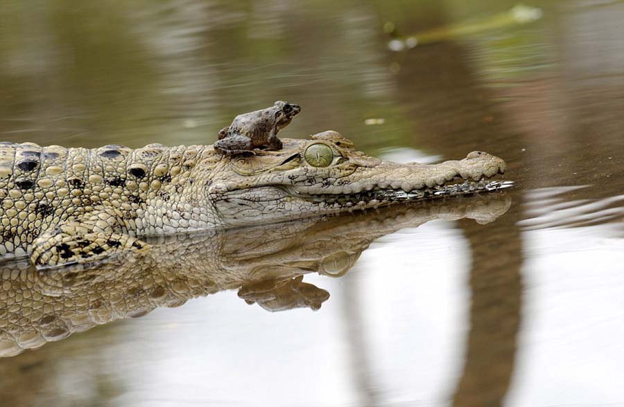 Индонезийская смелая лягушка ловко спаслась с носа крокодила