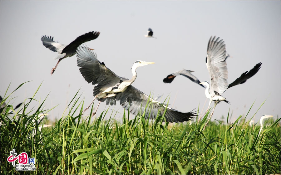 Достопримечательность Шаху в Нинься-Хуэйском автономном районе: лучшее место в Китае для любования птицами