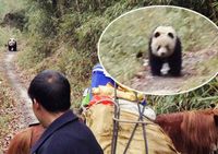 Крестьянин в провинции Шаньси случайно встретил большую дикую панду 