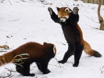 Красные панды играют на снегу в американском зоопарке