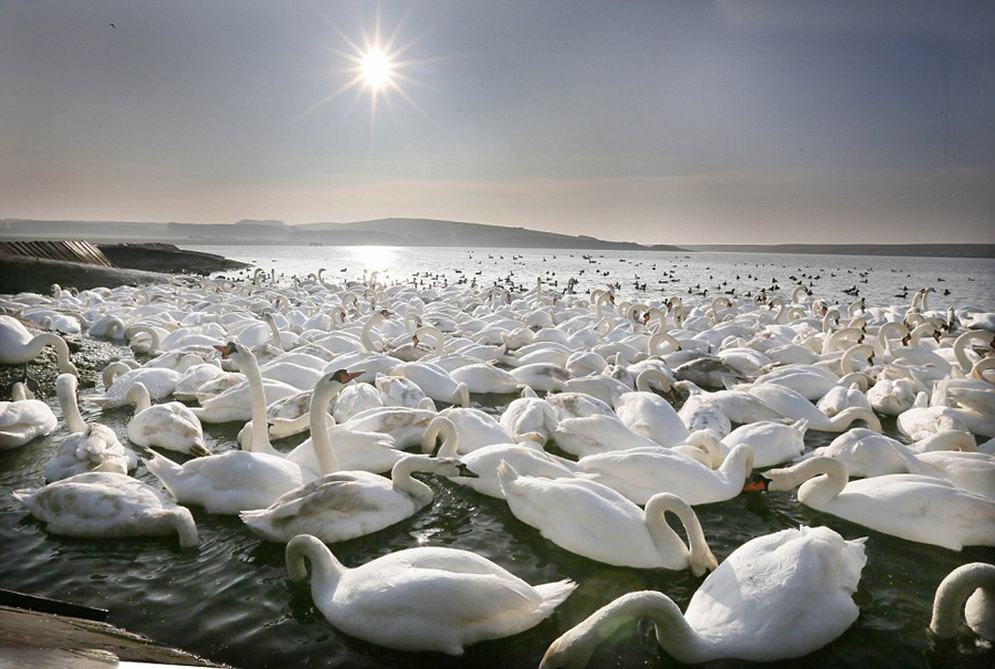 Белые лебеди нежатся под солнцем в Великобритании